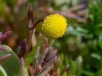 Cotula coronopifolia Tygelsjöbäckens mynning, Tygelsjö ängar, Malmö, Skåne, Sweden 20200722_0065