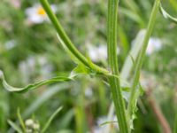 Crepis biennis Alnarp, Lomma, Skåne, Sweden 20150620_0003