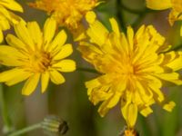 Crepis capillaris Strandbaden, Falsterbohalvön, Vellinge, Skåne, Sweden 20180608_0026