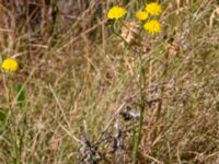 Crepis capillaris Strandbaden, Falsterbohalvön, Vellinge, Skåne, Sweden 20180608_0031