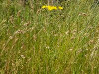 Crepis capillaris Strandbaden, Falsterbohalvön, Vellinge, Skåne, Sweden 20180608_0093