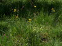 Crepis praemorsa Gyetorpskärret, Kristianstad, Skåne, Sweden 20170610_0051