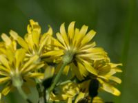 Crepis praemorsa Gyetorpskärret, Kristianstad, Skåne, Sweden 20170610_0055