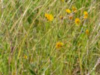 Crepis tectorum Lindängelunds rekreationsområde, Malmö, Skåne, Sweden 20220628_0096