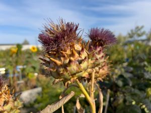 Cynara cardunculus - Artichoke - Kronärtskocka