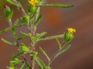 Dittrichia graveolens - Stinkwort - Kamferkrissla