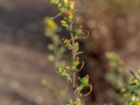 Dittrichia graveolens Centralen, Malmö, Skåne, Sweden 20181020_0046