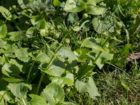 Doronicum columnae Kolstad, Mörbylånga, Öland, Sweden 20160409_0265