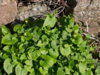 Doronicum columnae Kolstad, Mörbylånga, Öland, Sweden 20160409_0266