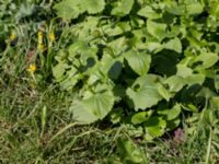 Doronicum columnae Kolstad, Mörbylånga, Öland, Sweden 20160409_0268