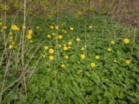 Doronicum orientale Toarp, Malmö, Skåne, Sweden 20180511_1