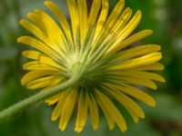 Doronicum orientale Turistvägen, Färjestaden, Mörbylånga, Öland, Sweden 20190525_0145