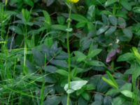 Doronicum pardalianches Grönskog, Borgholm, Öland, Sweden 20190525_0063