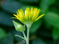 Doronicum pardalianches Grönskog, Borgholm, Öland, Sweden 20190525_0064