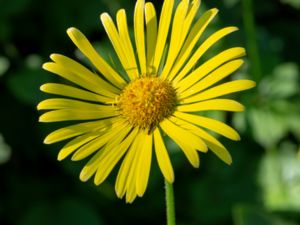 Doronicum plantagineum - Plantain-leaved Leopard´s-bane - Stor gemsrot