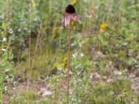 Echinacea pallida Rondell Österleden-Fältarpsvägen, Helsingborg, Skåne, Sweden 20170811_0034