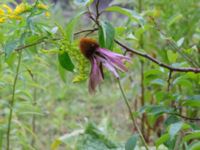 Echinacea purpurea Koloniområde Almviksparken, Malmö, Skåne, Sweden 20170827_0049