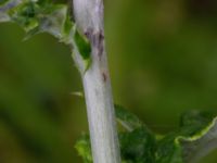 Echinops exaltatus Ulricedal, Malmö, Skåne, Sweden 20210805_0055