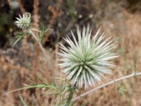 Echinops pungens Uzuncaburc, Turkey 20120627 353