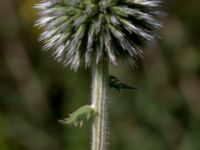 Echinops sphaerocephalus Hagstorpsgatan, Kirseberg, Malmö, Skåne, Sweden 20190724_0053