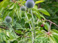 Echinops sphaerocephalus Lagerbrings väg, Lund, Skåne, Sweden 20190712_0100