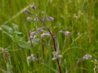 Erigeron acer ssp. acer Borrebacke, Malmö, Skåne, Sweden 20150530_0018