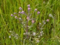 Erigeron acer ssp. acer Borrebacke, Malmö, Skåne, Sweden 20150530_0023