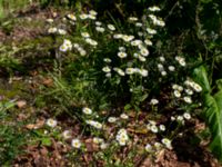 Erigeron annuus Östra kyrkogården, Malmö, Skåne, Sweden 20190825_0049