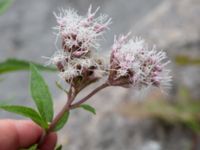 Eupatorium cannabinum Ärtholmsvägen 40, Malmö, Skåne, Sweden 20210906_0008