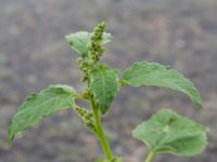 Euphrosyne xanthiifolia Sydkajen, Malmö, Skåne, Sweden 20170909_0031