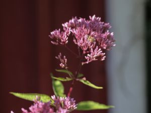 Eutrochium maculatum - Spotted Joe-pye Weed - Fläcktörel