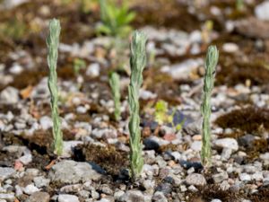 Filago arvensis - Least Cudweed - Ullört