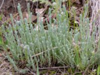 Filago arvensis Östra huvudet, Stenshuvud, Simrishamn, Skåne, Sweden 20190501_0108