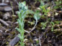 Filago arvensis Lokstallarna, Malmö, Skåne, Sweden 20150625_0048