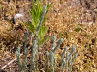 Filago arvensis Sege station, Burlöv, Skåne, Sweden 20160601_0048