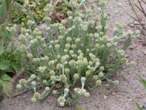 Filago vulgaris - Common Cottonrose - Klotullört