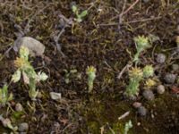 Filago vulgaris Lokstallarna, Malmö, Skåne, Sweden 20170705_0045