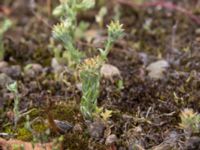 Filago vulgaris Lokstallarna, Malmö, Skåne, Sweden 20170705_0047