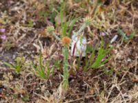 Filago vulgaris Tånggatan, Malmö, Skåne, Sweden 20190701_0001