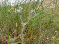 Filago vulgaris Valley 4.4 km NW Dalis Reservoir Tower, Chachuna, Kakheti, Georgia 20180427_3224