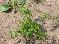 Galinsoga parviflora Falkenbergs kommuns plantskola, Falkenberg, Halland, Sweden 20190805_0064