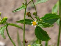 Galinsoga parviflora Falkenbergs kommuns plantskola, Falkenberg, Halland, Sweden 20190805_0067