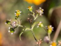 Galinsoga quadriradiata Ängalag, Hov, Båstad, Skåne, Sweden 20161008_0019