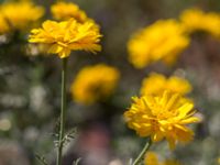 Glebionis coronaria Jordhögar S grodreservatet, Norra hamnen, Malmö, Skåne, Sweden 20160924_0042