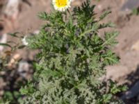 Glebionis coronaria Jordhögar S grodreservatet, Norra hamnen, Malmö, Skåne, Sweden 20160924_0050