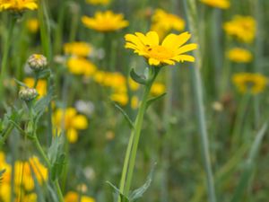 Glebionis segetum - Corndaisy - Gullkrage