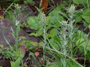 Gnaphalium sylvaticum - Heath Cudweed - Skogsnoppa