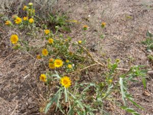 Grindelia squarrosa - Curly-top Gumweed