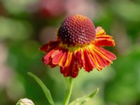 Helenium autumnale Ulricedal, Malmö, Skåne, Sweden 20190819_0047