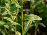 Helenium autumnale Ulricedal, Malmö, Skåne, Sweden 20190819_0048